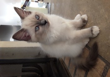 femelle blue point-mitted - 11 semaines - Chatterie Ragdolls du Val de Beauvoir